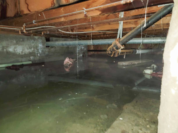 Best Water damage cleanup near me  in Lamar, SC